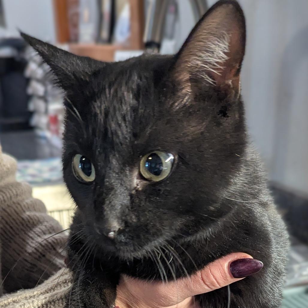 Enlarge Spotlight, a Adoptable Domestic Short Hair in Brighton, MO image 2/3