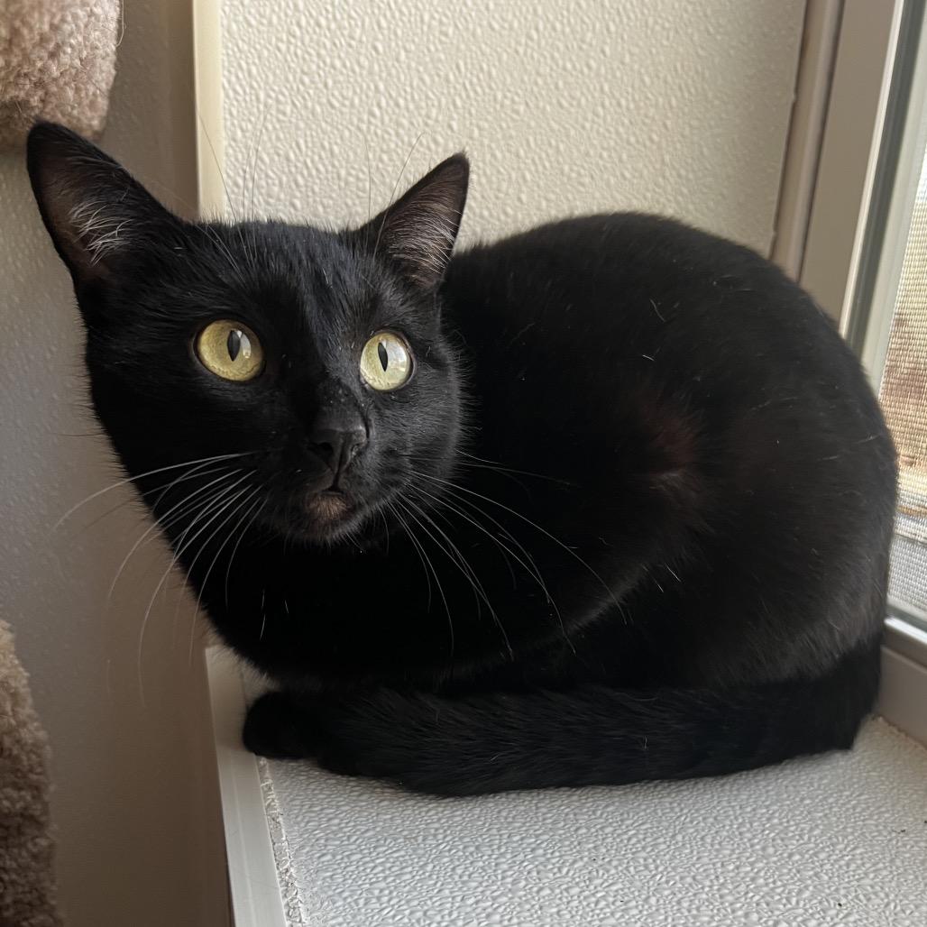 Enlarge Spotlight, a Adoptable Domestic Short Hair in Brighton, MO image 3/3