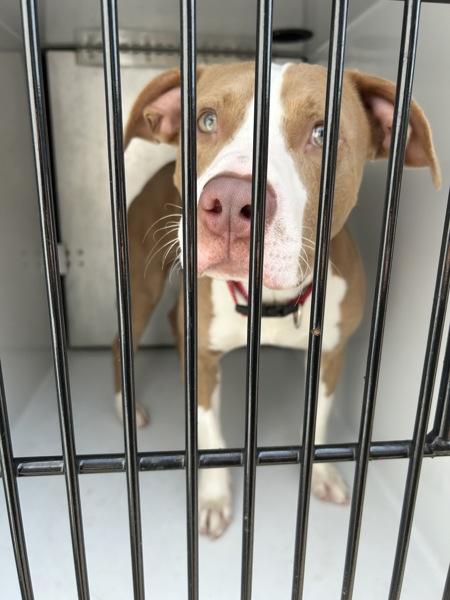 Enlarge Outback, a Adoptable mixed breed in Virginia Beach, VA image 2/2
