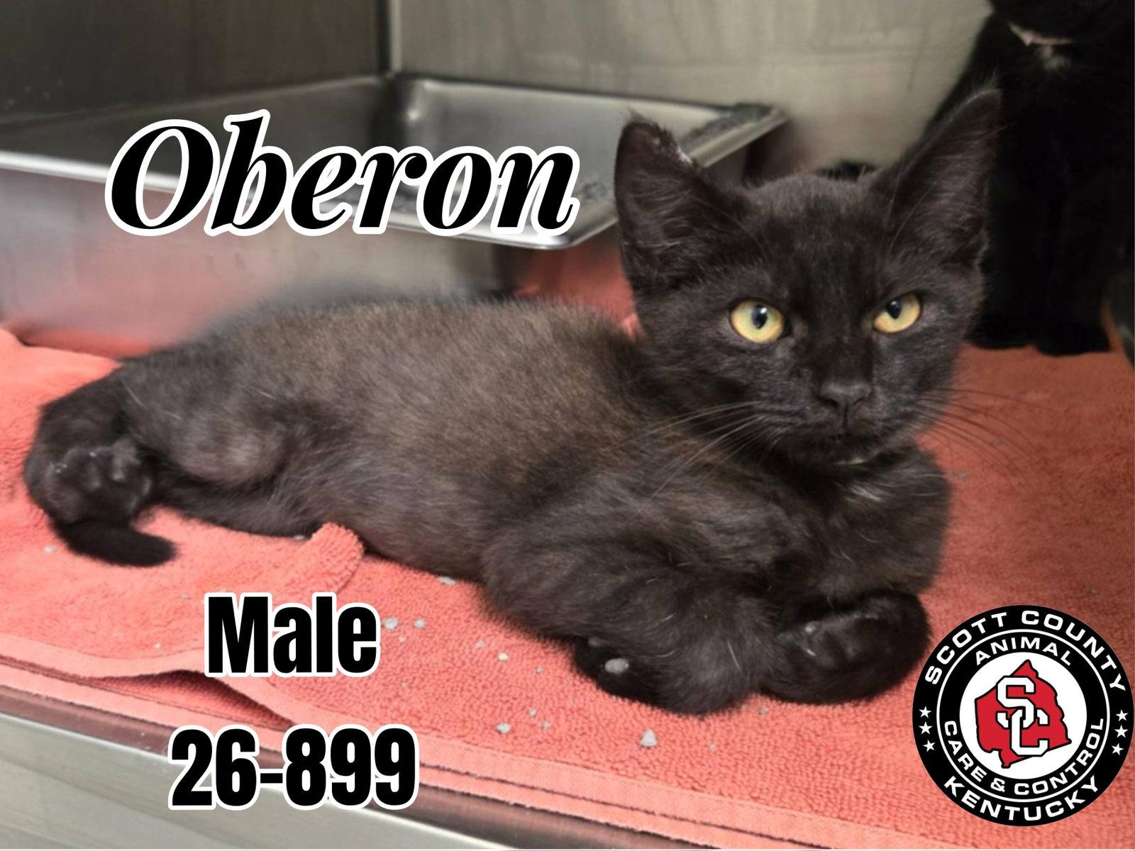 Enlarge Oberon, a Adoptable Domestic Short Hair in Georgetown, KY image 1/1