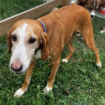 Reba