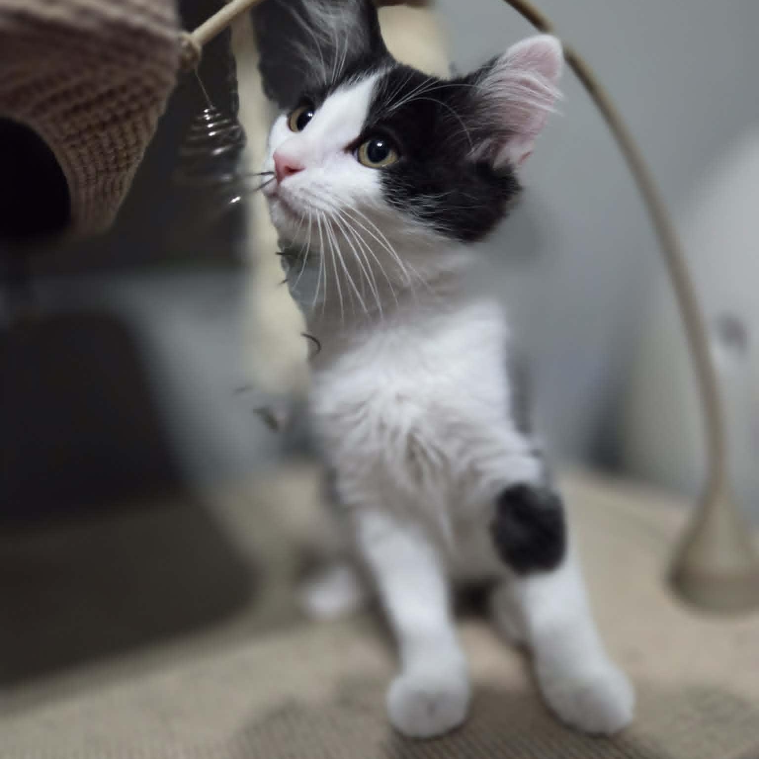 Enlarge EAGLE, a Adoptable Domestic Medium Hair in Loveland, CO image 6/6