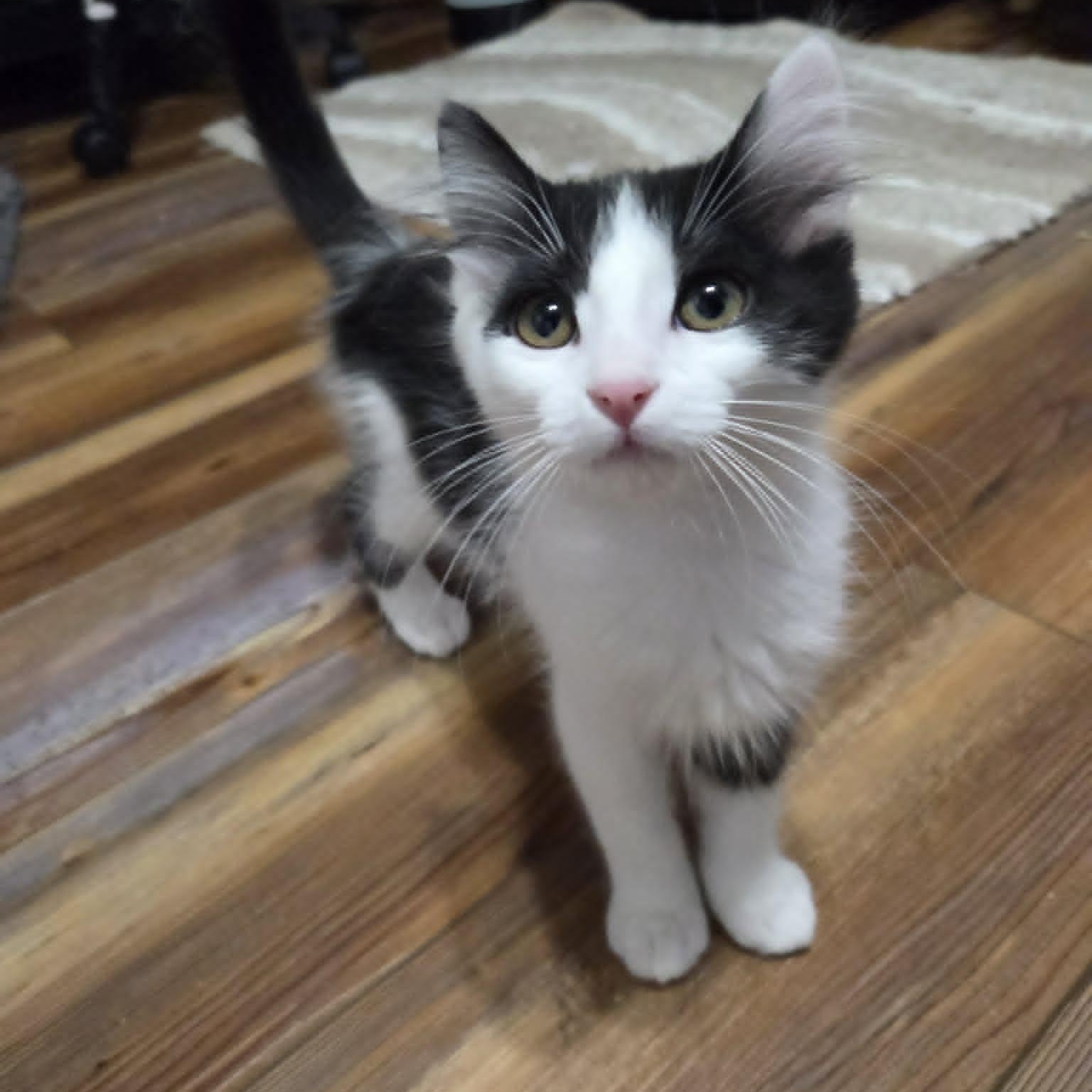 Enlarge EAGLE, a Adoptable Domestic Medium Hair in Loveland, CO image 3/6