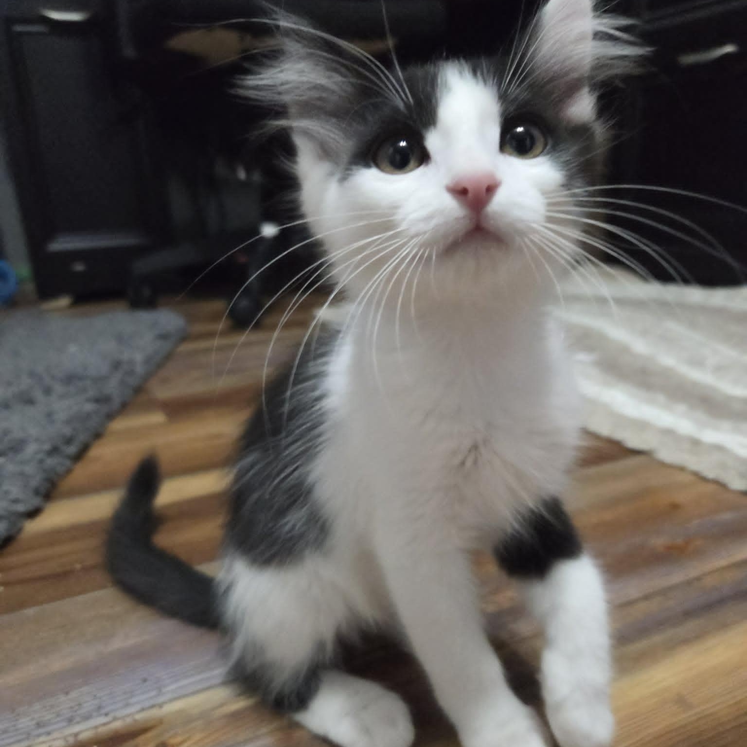 Enlarge EAGLE, a Adoptable Domestic Medium Hair in Loveland, CO image 1/6