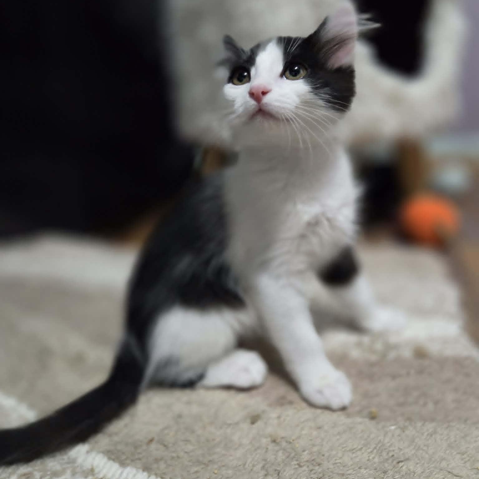 Enlarge EAGLE, a Adoptable Domestic Medium Hair in Loveland, CO image 5/6