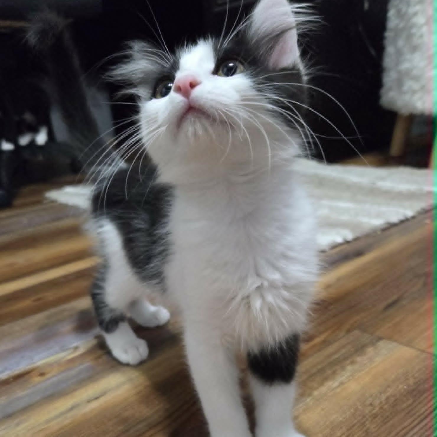 Enlarge EAGLE, a Adoptable Domestic Medium Hair in Loveland, CO image 2/6