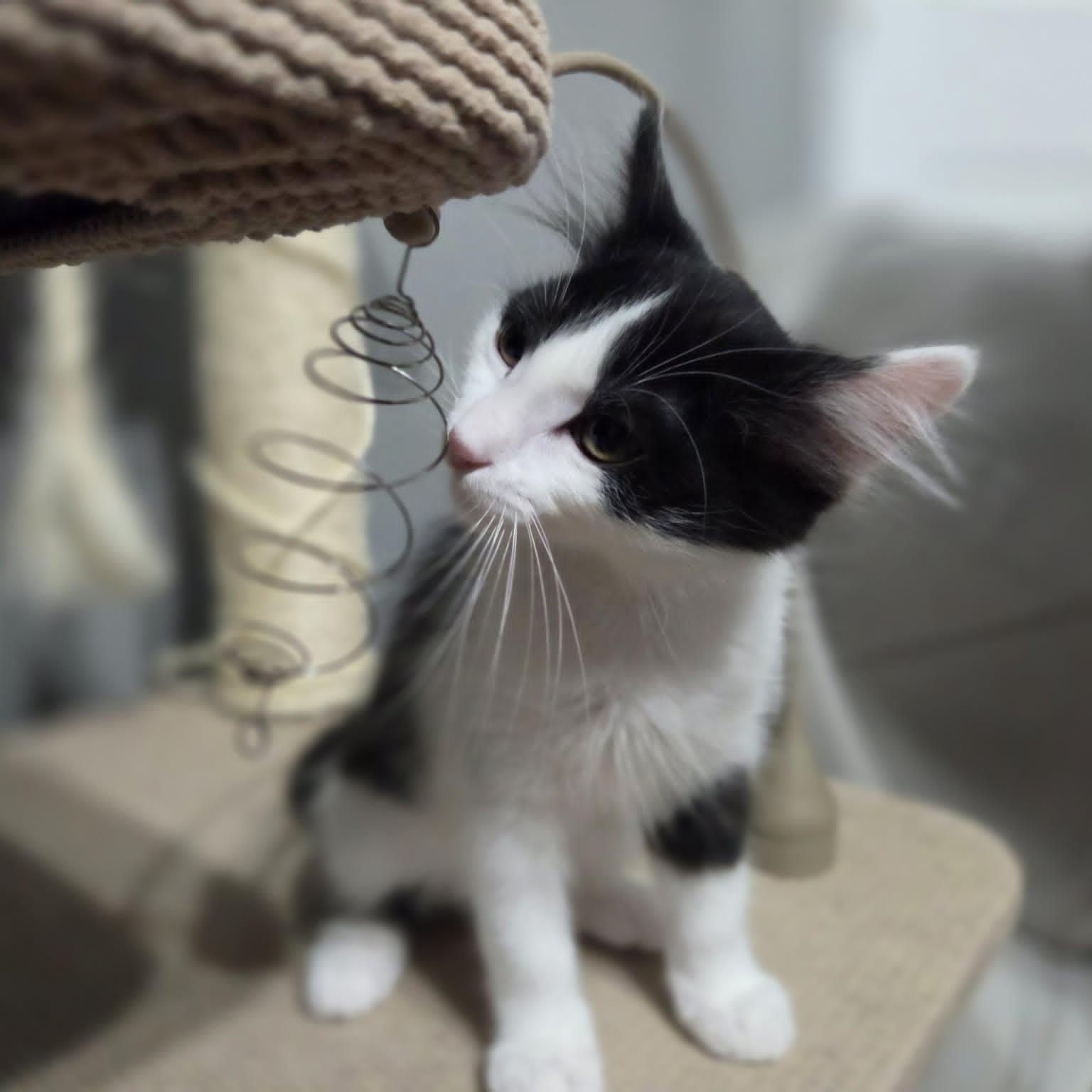 Enlarge EAGLE, a Adoptable Domestic Medium Hair in Loveland, CO image 4/6