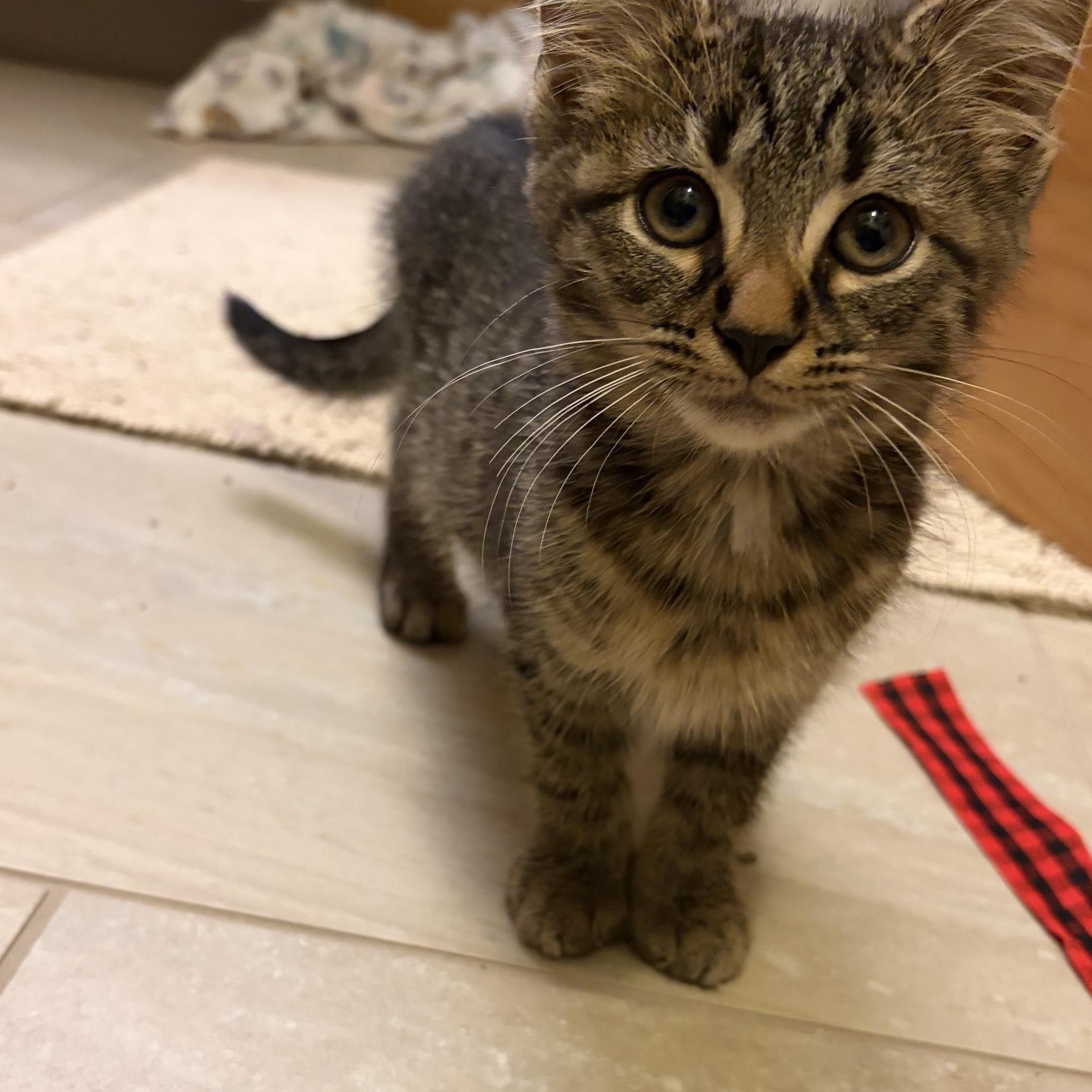 Cocoa, Adoptable, Kitten Male Domestic Short Hair.