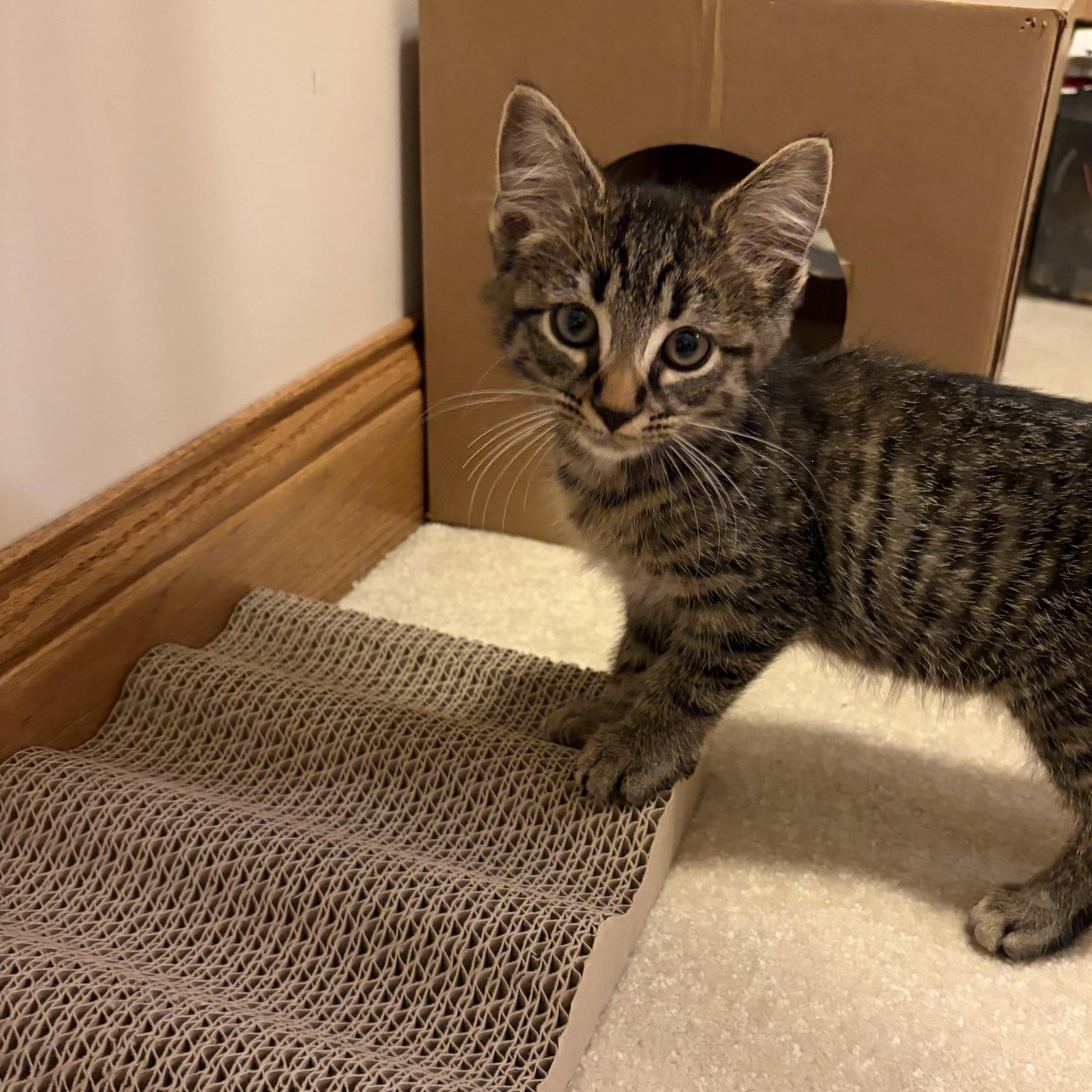 Enlarge Cocoa, a Adoptable Domestic Short Hair in Findlay, OH image 2/2