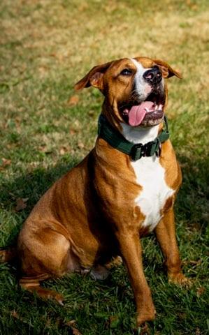Buster Brown, a Adoptable Pit Bull Terrier in Des Peres, MO image 1/6