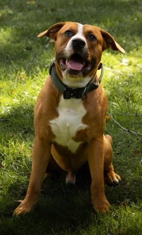 Buster Brown, a Adoptable Pit Bull Terrier in Des Peres, MO image 2/6