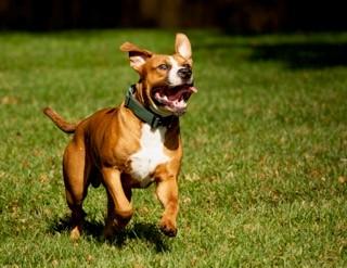 Buster Brown, a Adoptable Pit Bull Terrier in Des Peres, MO image 3/6