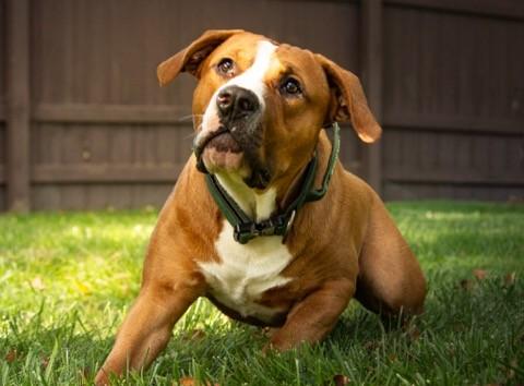 Buster Brown, a Adoptable Pit Bull Terrier in Des Peres, MO image 4/6