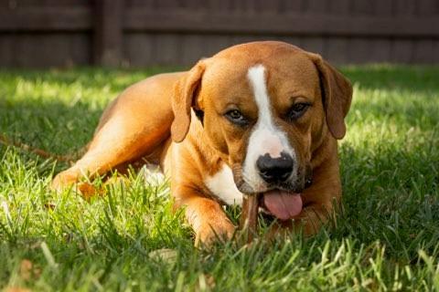 Buster Brown, a Adoptable Pit Bull Terrier in Des Peres, MO image 5/6