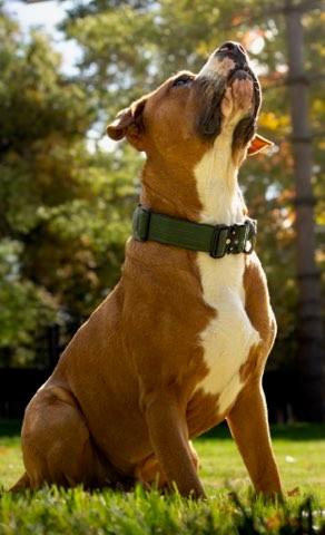 Buster Brown, a Adoptable Pit Bull Terrier in Des Peres, MO image 6/6