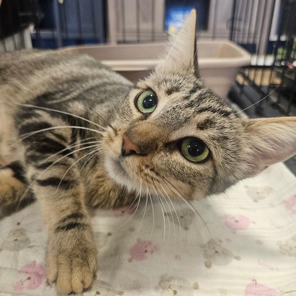 Lamby, Adoptable, Adult Female Domestic Short Hair.