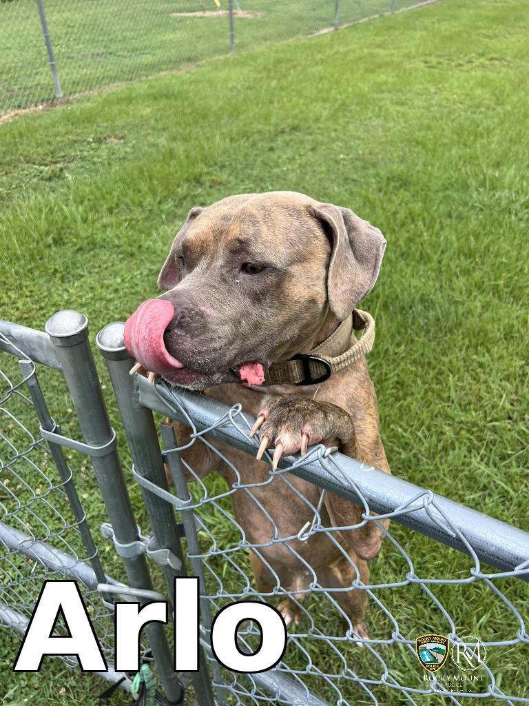Arlo, Adoptable, Adult Male Pit Bull Terrier.