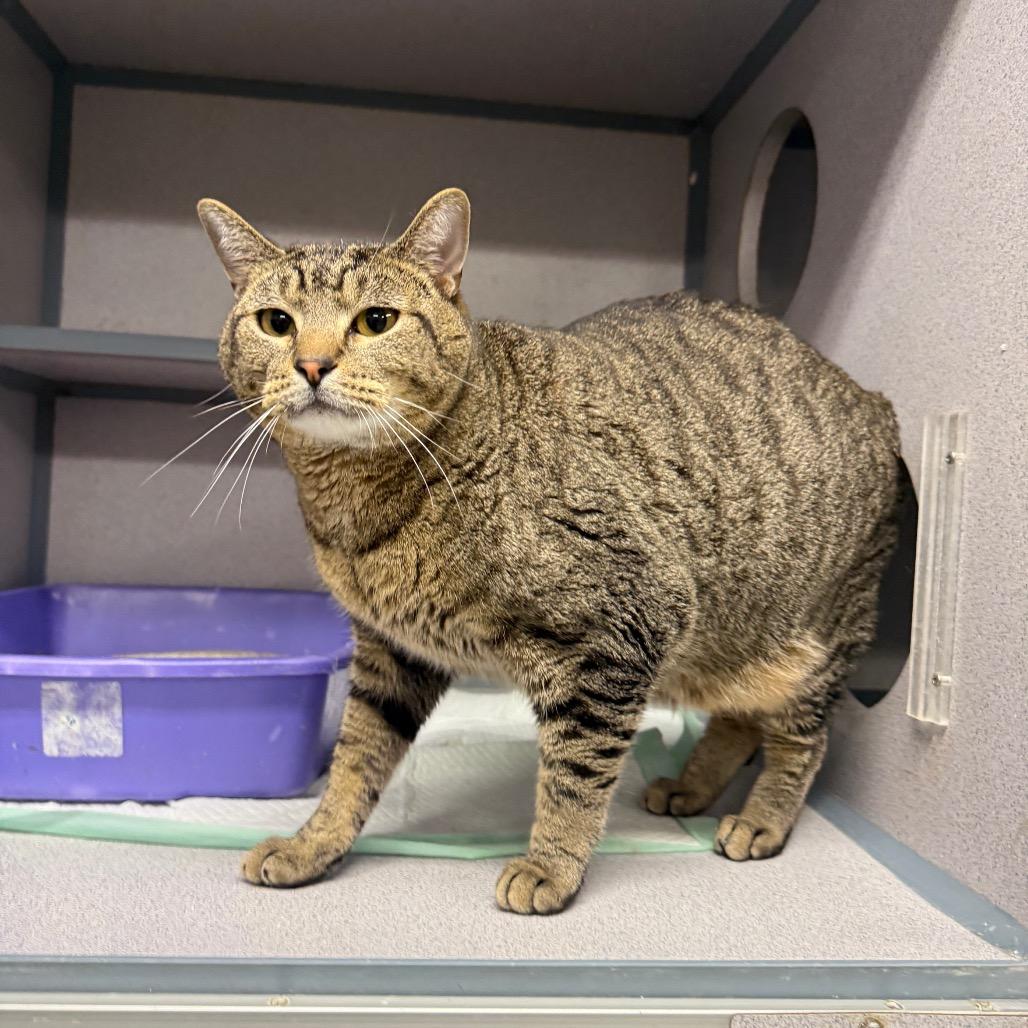 Pudge, Adoptable, Adult Male American Shorthair & American Shorthair.