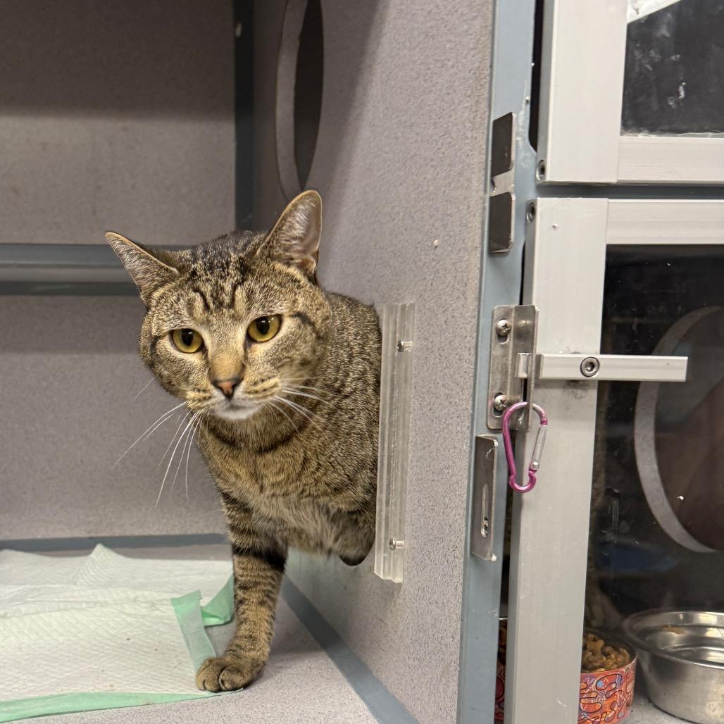 Enlarge Pudge, a Adoptable mixed breed in Collinsville , OK image 2/3