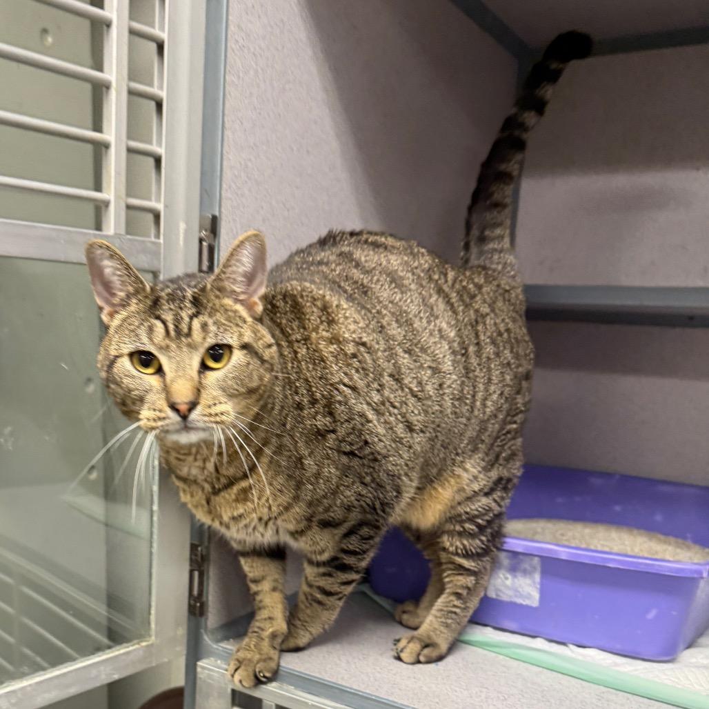 Enlarge Pudge, a Adoptable mixed breed in Collinsville , OK image 3/3