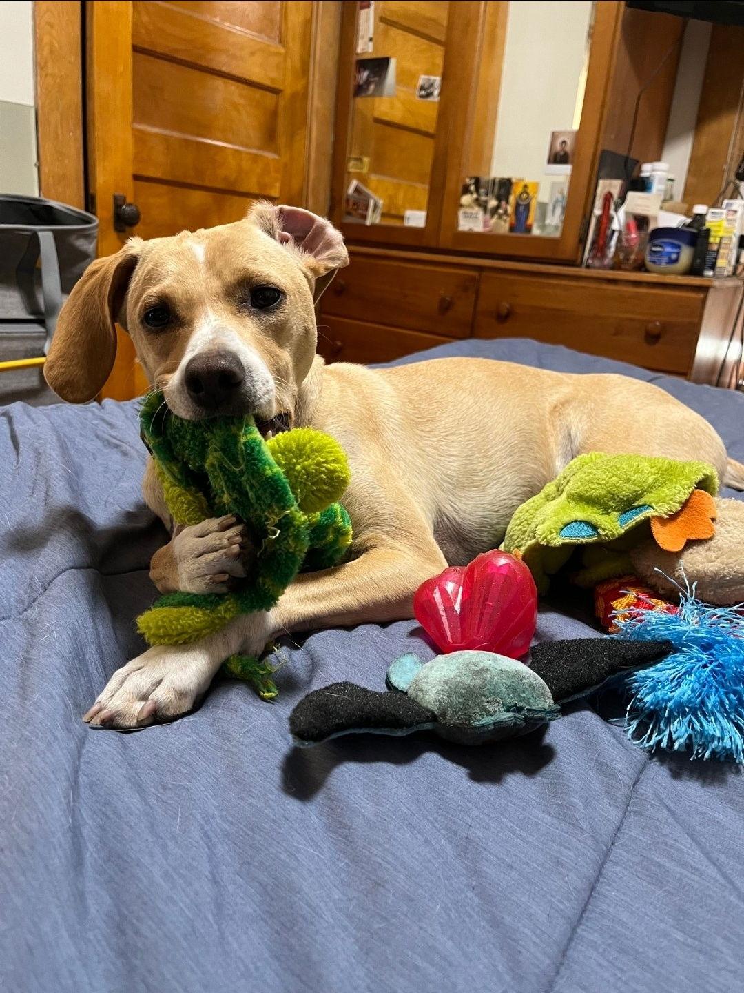 Bagel *Meet me 12/13 @ PSP Fridley!*, a Adoptable mixed breed in Crystal, MN image 1/3