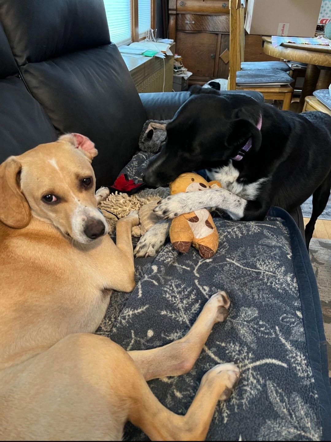 Bagel *Meet me 12/13 @ PSP Fridley!*, a Adoptable mixed breed in Crystal, MN image 2/3