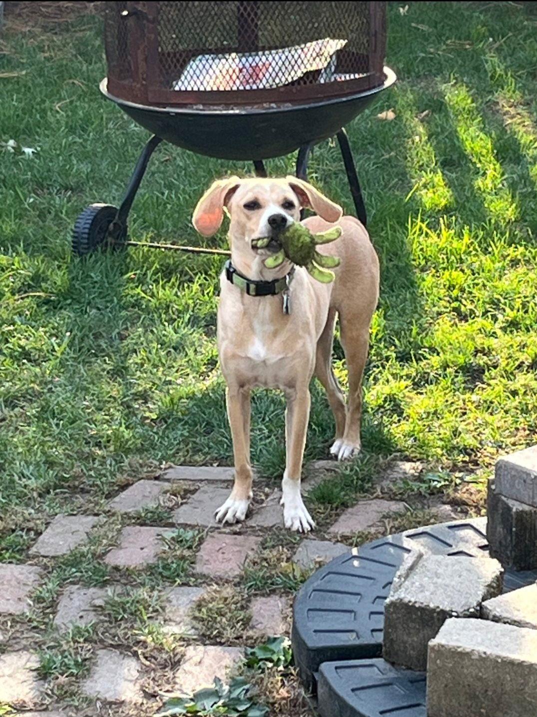 Bagel *Meet me 12/13 @ PSP Fridley!*, a Adoptable mixed breed in Crystal, MN image 3/3