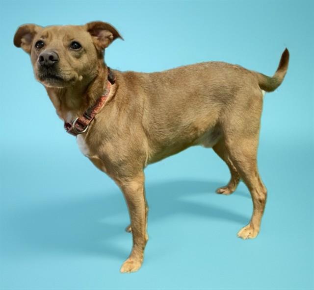 SYLAS, Adoptable, Adult Male Chihuahua & Carolina Dog.
