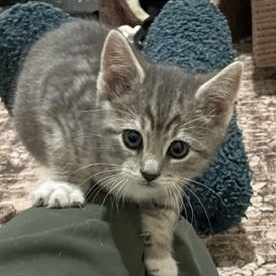 Beth, adopted, Kitten Female Domestic Short Hair & Tabby.