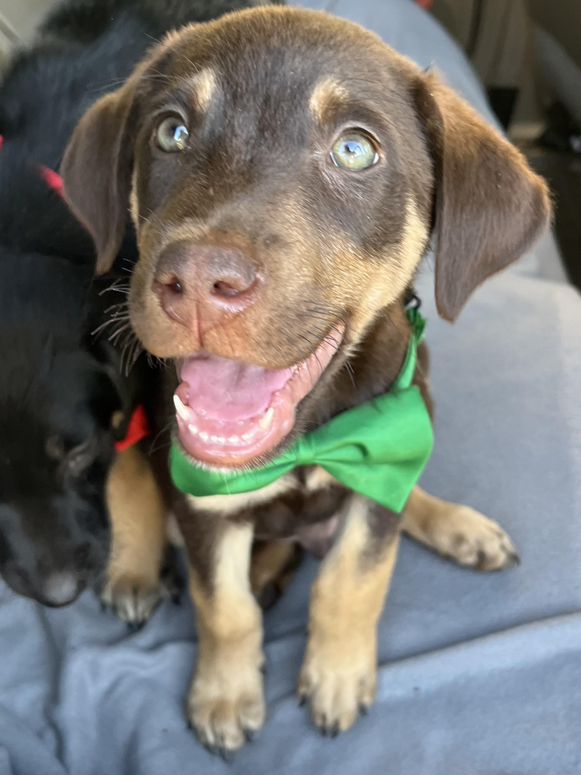 Enlarge Hershey, a Adoptable mixed breed in Atlanta , GA image 5/6