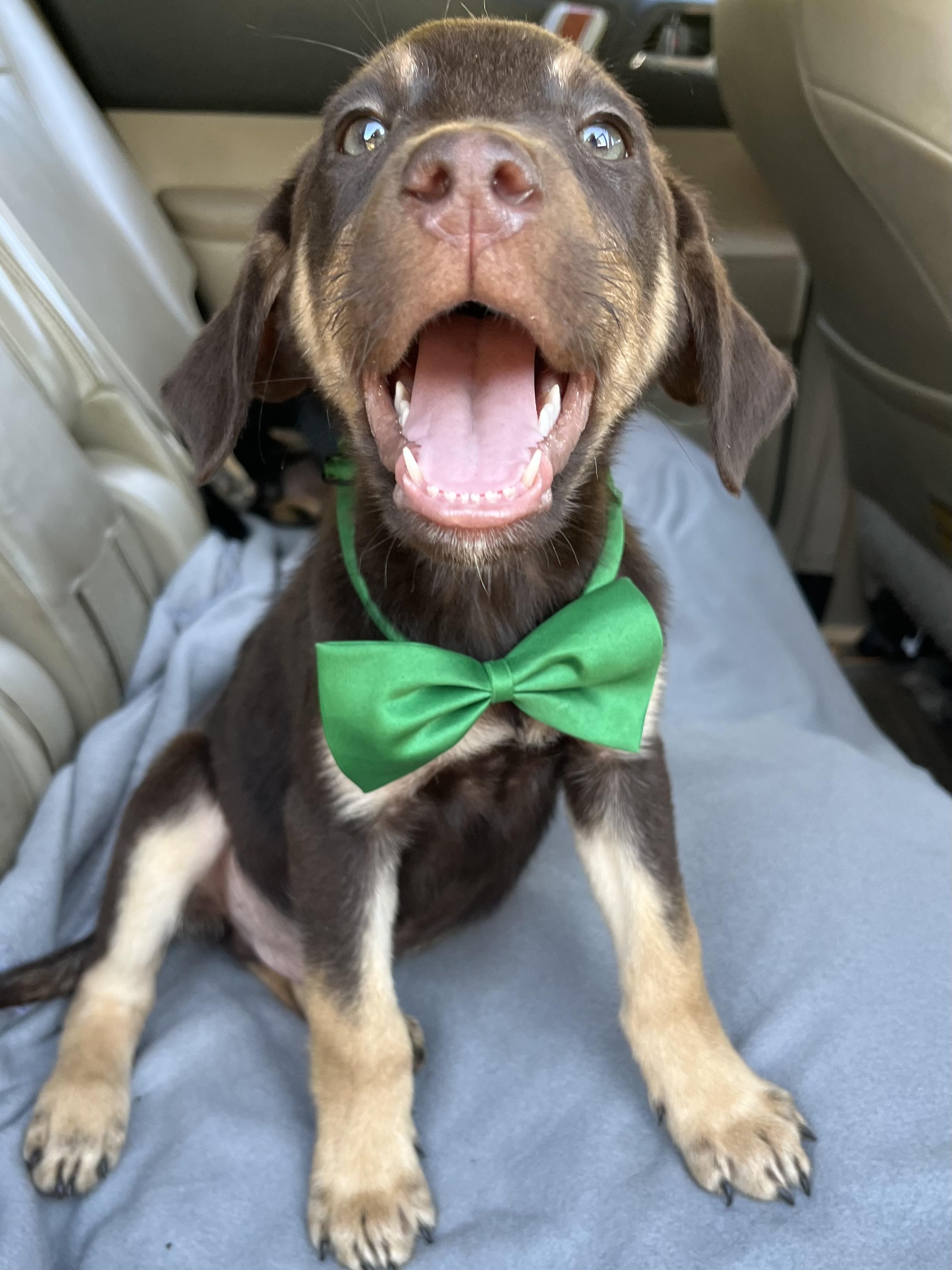 Enlarge Hershey, a Adoptable mixed breed in Atlanta , GA image 2/6