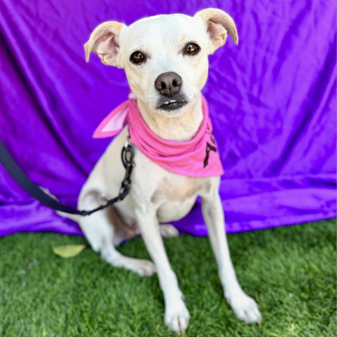 Enlarge LEA, a Adoptable mixed breed in Rowland Heights, CA image 2/6