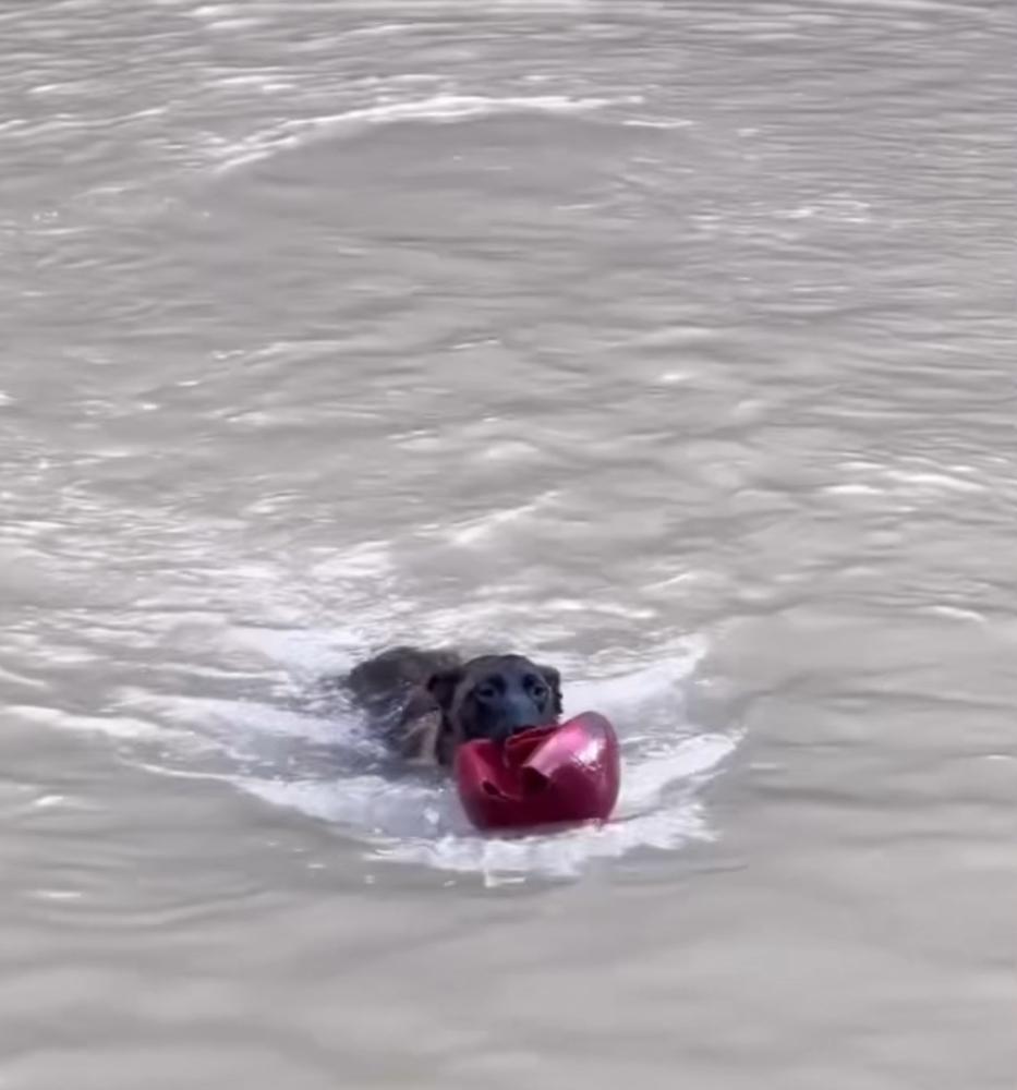 Nyrah, Adoptable, Adult Female Belgian Shepherd / Malinois.