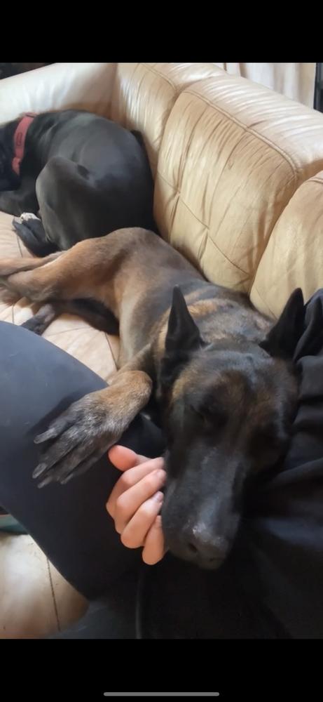 Enlarge Nyrah, a Adoptable Belgian Shepherd / Malinois in Pasadena, CA image 2/6