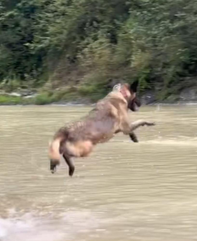 Enlarge Nyrah, a Adoptable Belgian Shepherd / Malinois in Pasadena, CA image 5/6