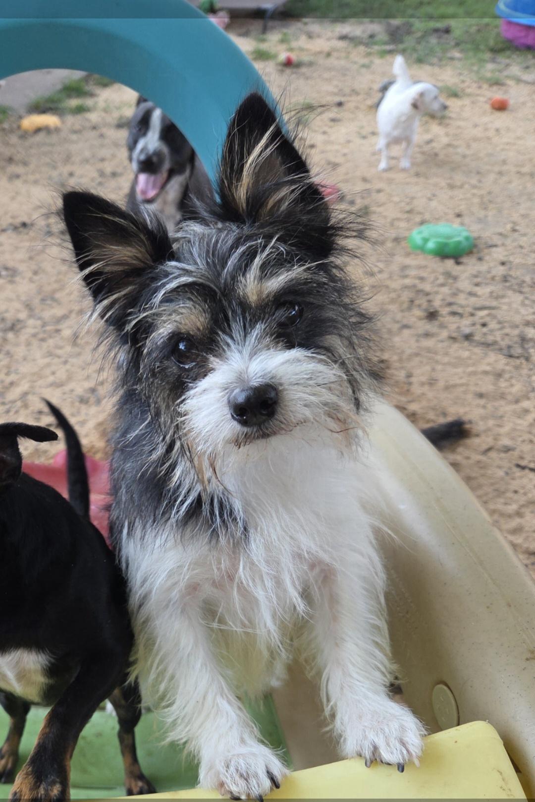 TESSA, Adoptable, Adult Female Yorkshire Terrier.