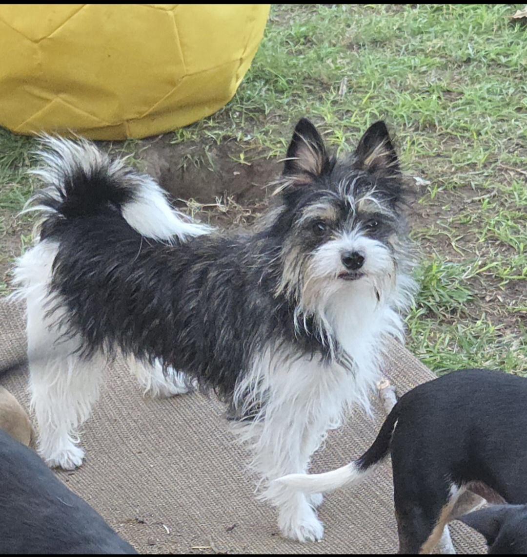 TESSA, a Adoptable mixed breed in Deer Park, TX image 2/2