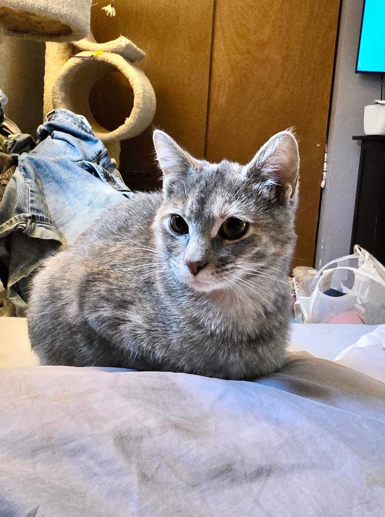 Ciri, Adoptable, Young Female Domestic Short Hair.