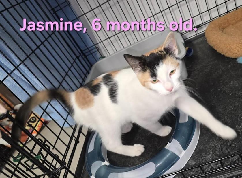 Jasmine, Adoptable, Young Female Domestic Short Hair.