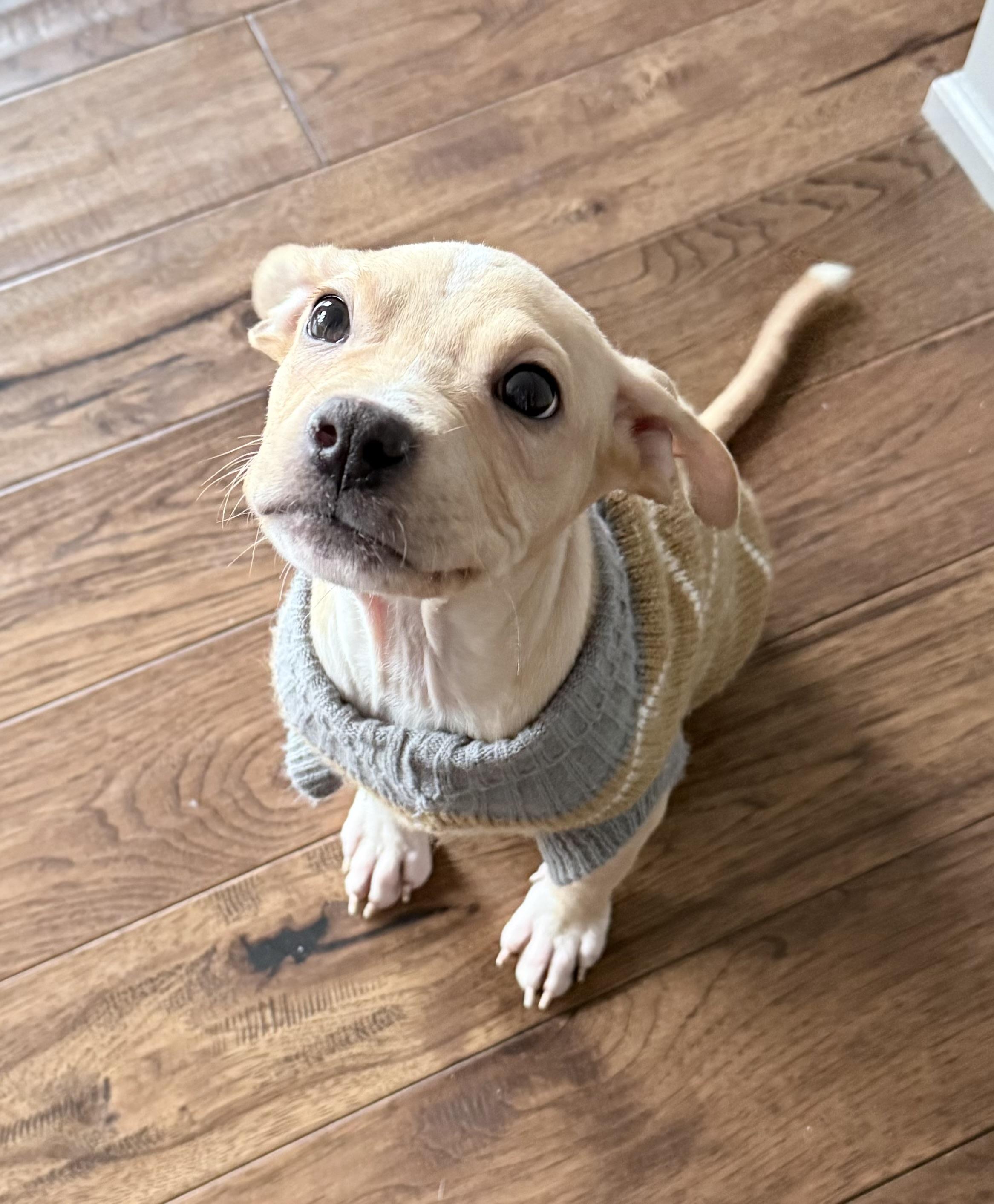 Gretchen , an adopted mixed breed in China Township, MI image 1/6