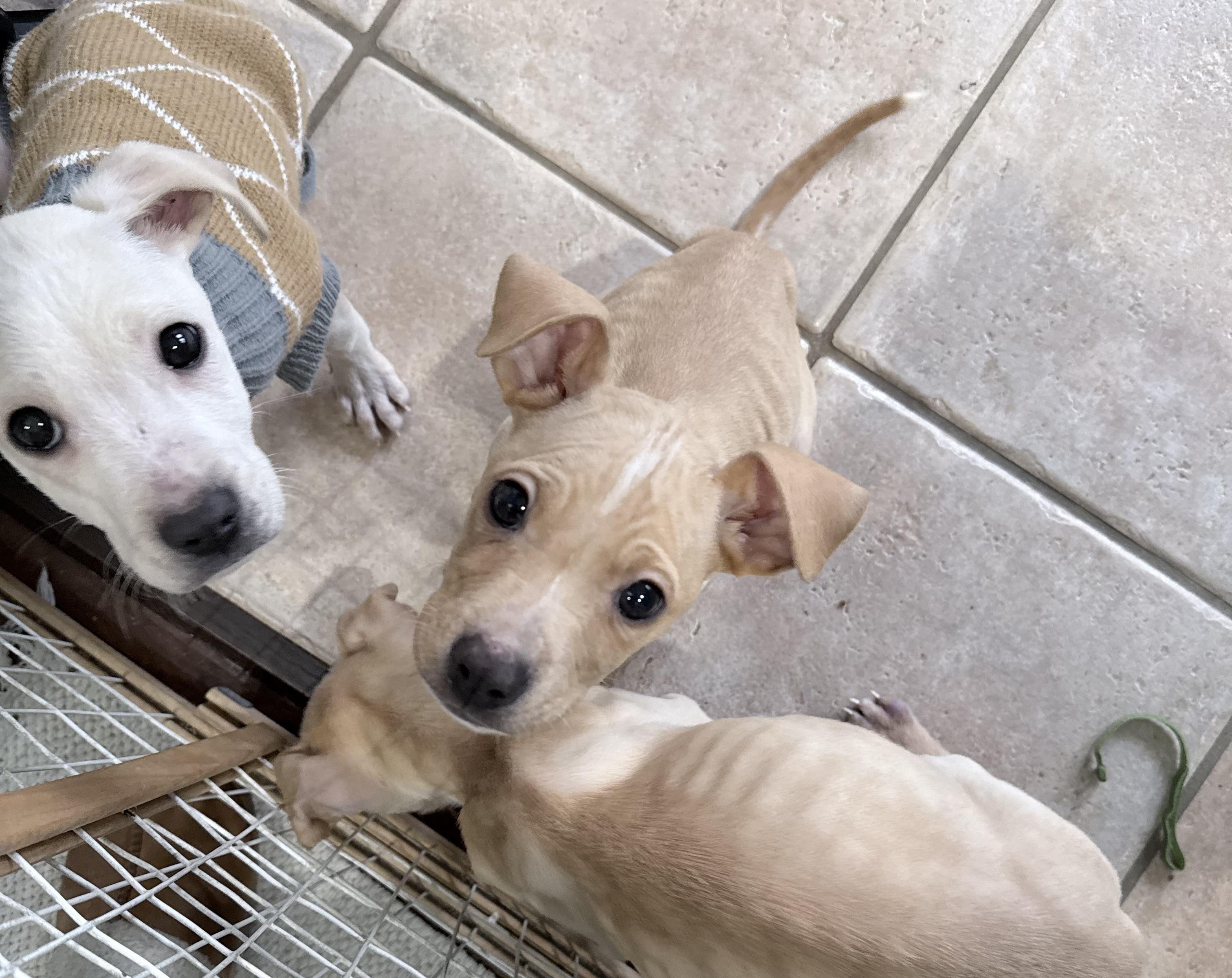 Gretchen , ADOPTABLE, Puppy Female Labrador Retriever.