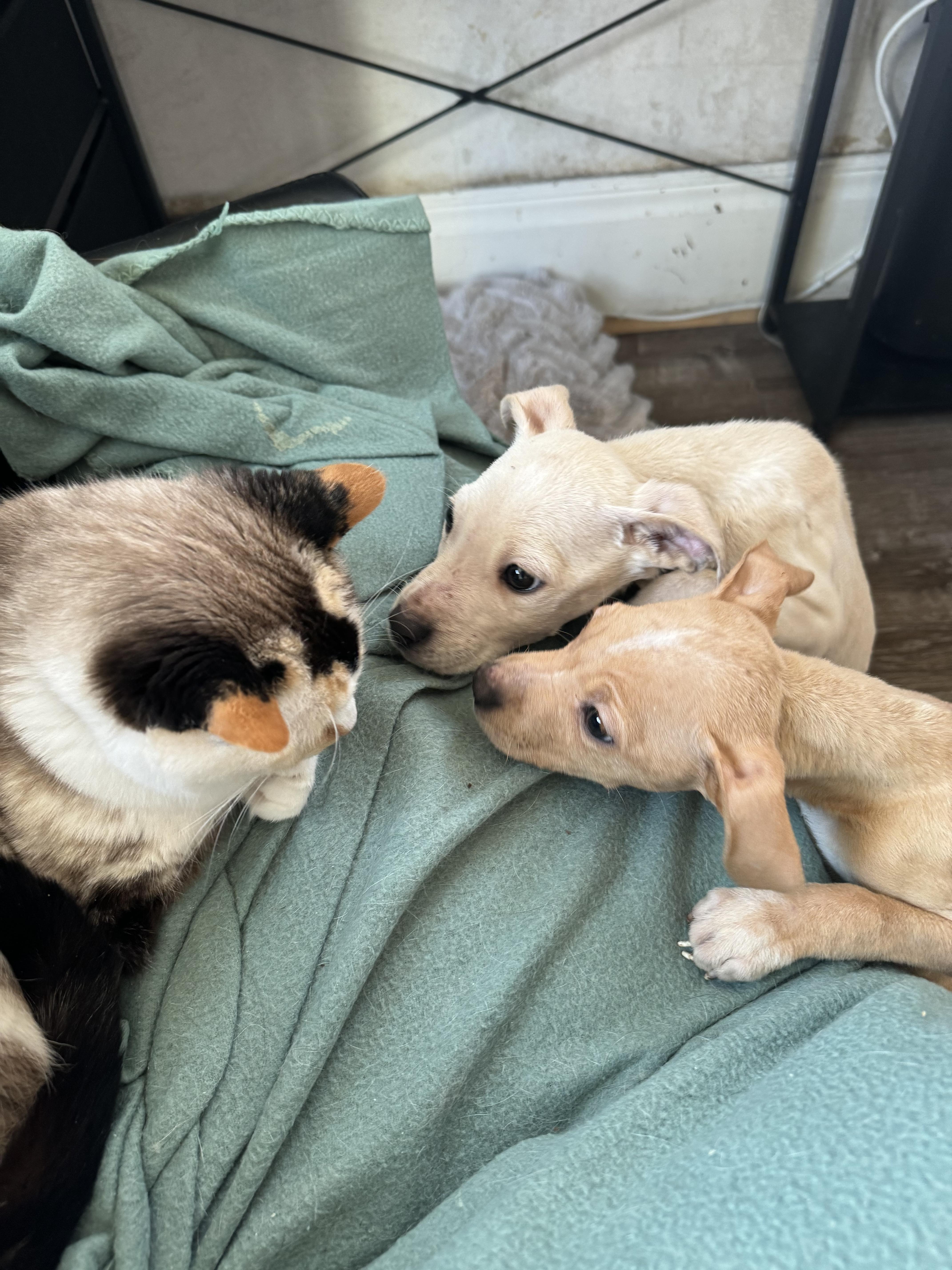 Gretchen , an adopted mixed breed in China Township, MI image 4/6