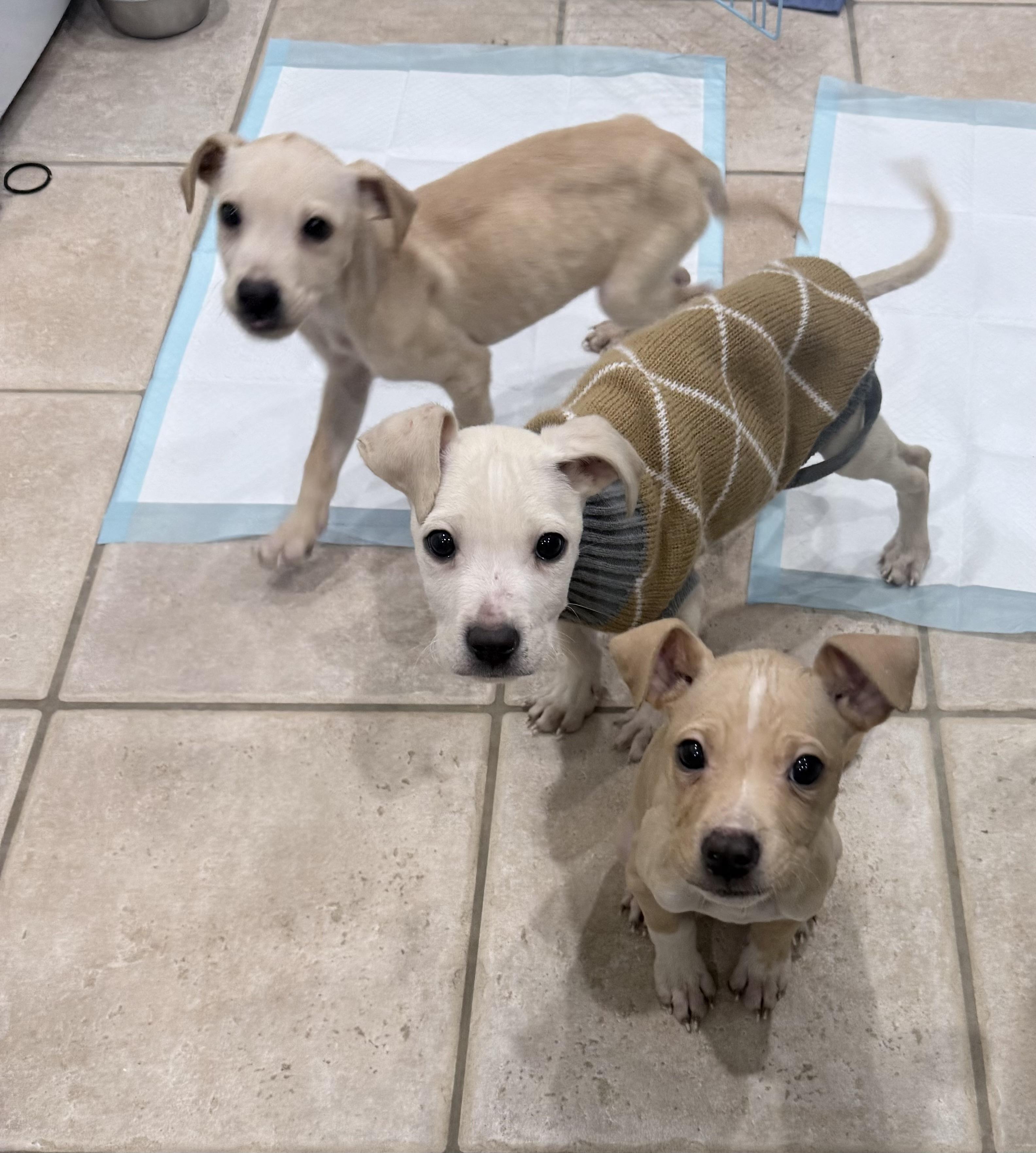 Gretchen , an adopted mixed breed in China Township, MI image 6/6