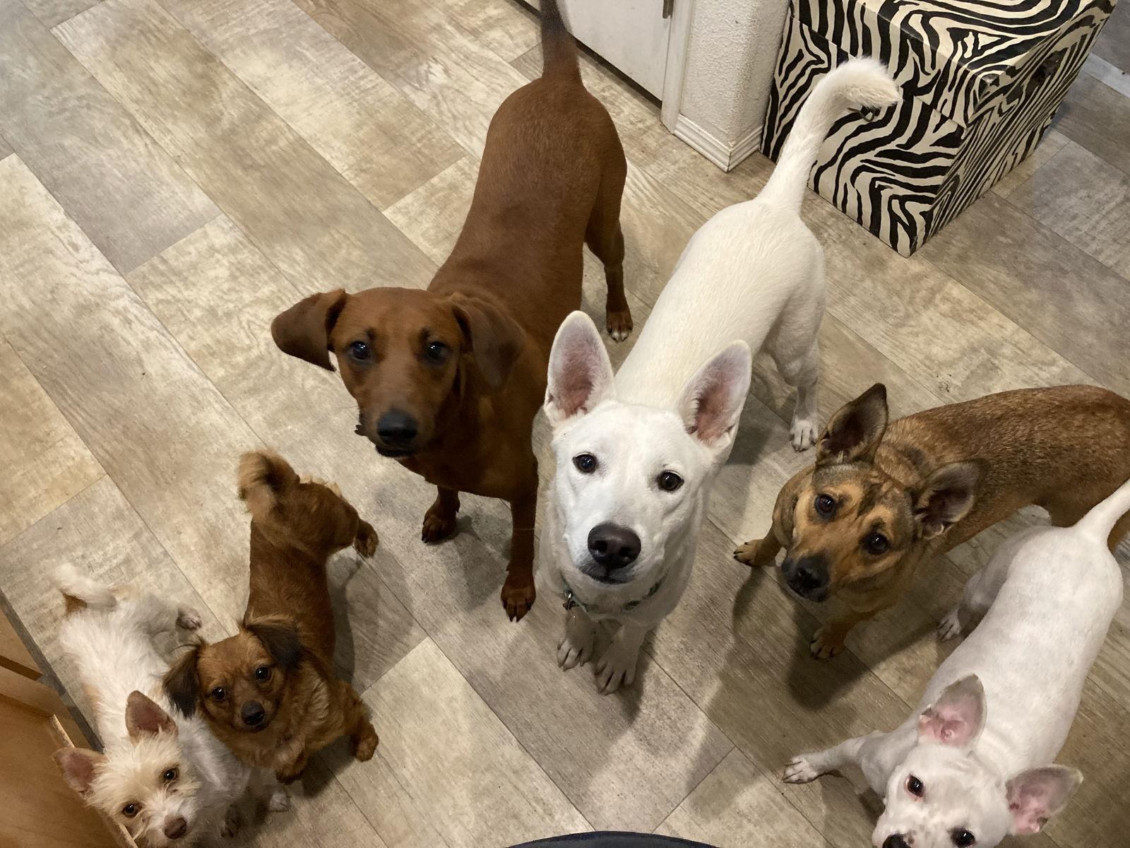 Truffles, Adoptable, Adult Female Vizsla & Rhodesian Ridgeback.