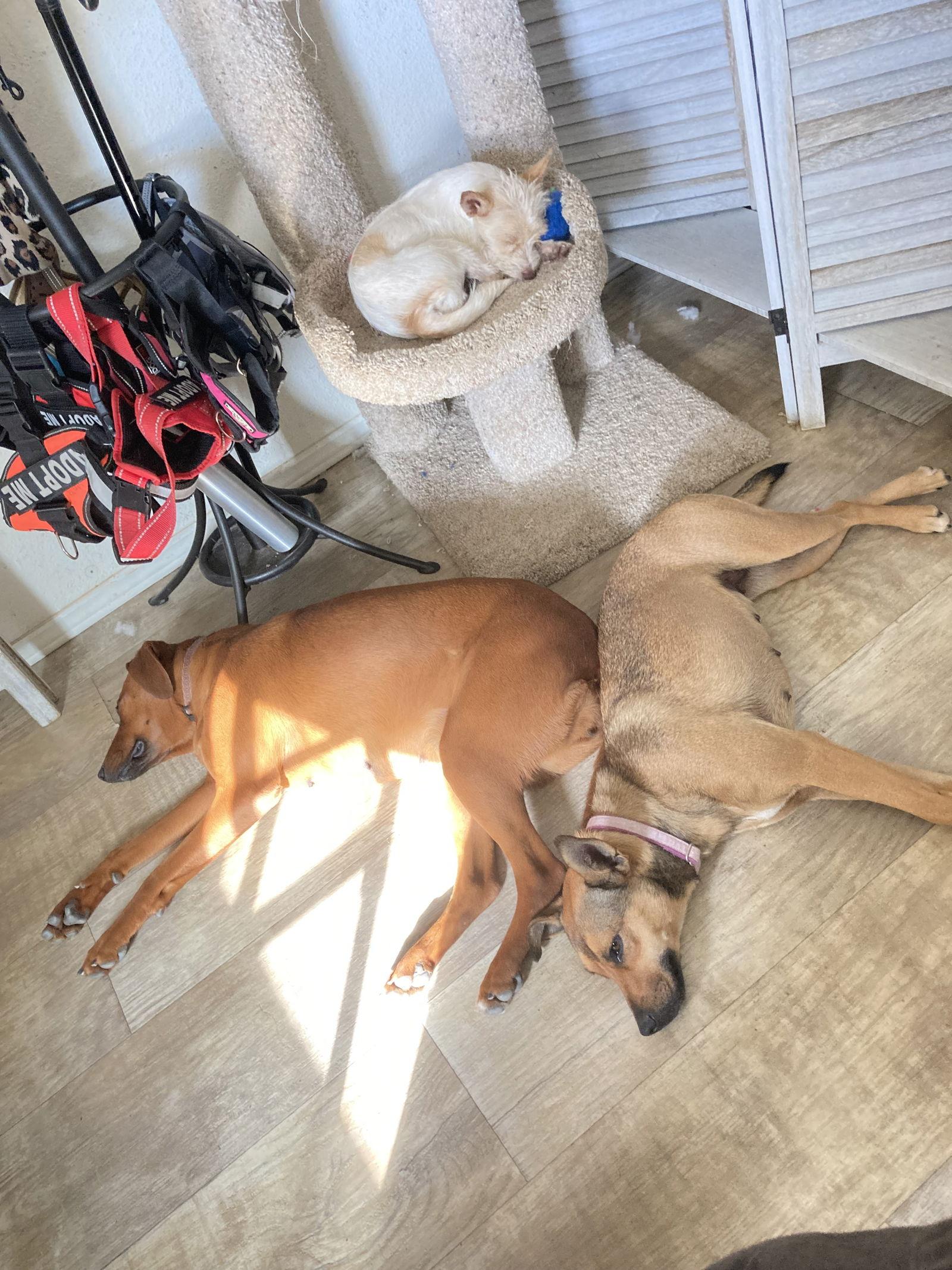 Truffles, a Adoptable mixed breed in San Diego, CA image 2/3