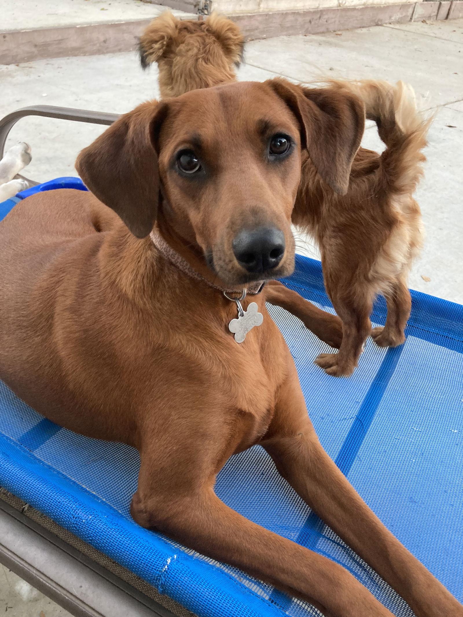 Truffles, a Adoptable mixed breed in San Diego, CA image 3/3
