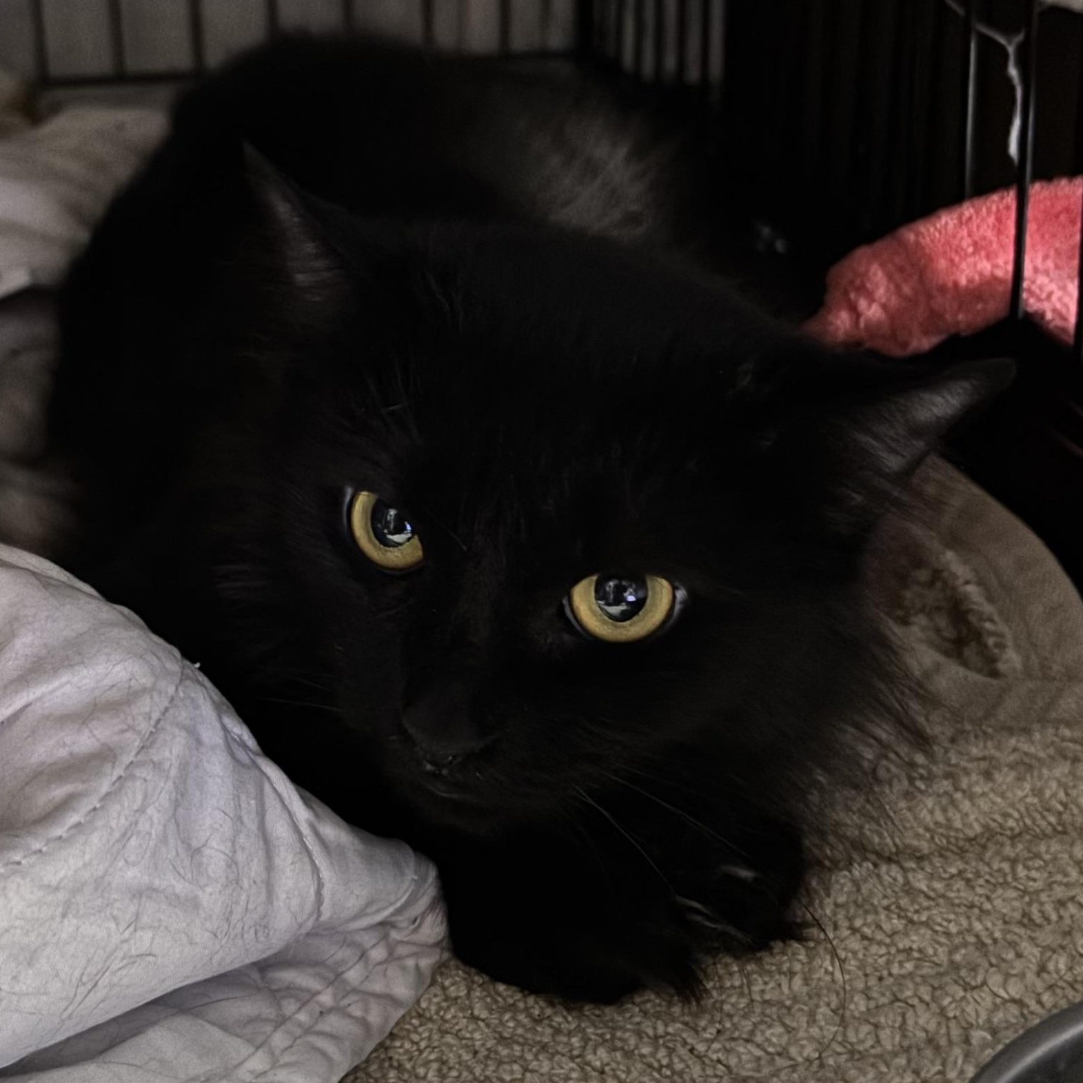 Michelle, Adoptable, Adult Female Domestic Long Hair.