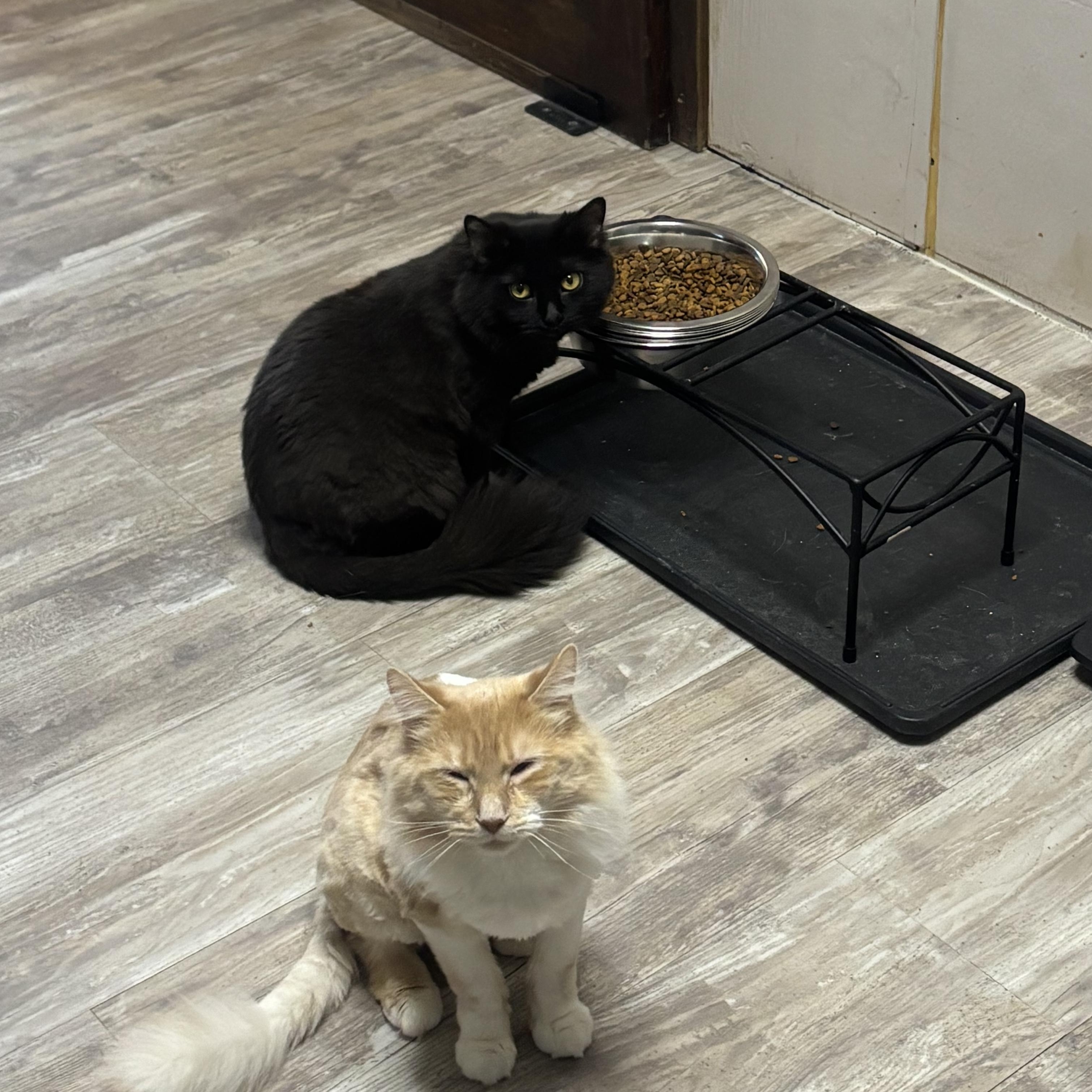 Enlarge Michelle, a Adoptable Domestic Long Hair in Pittsburgh, PA image 5/5