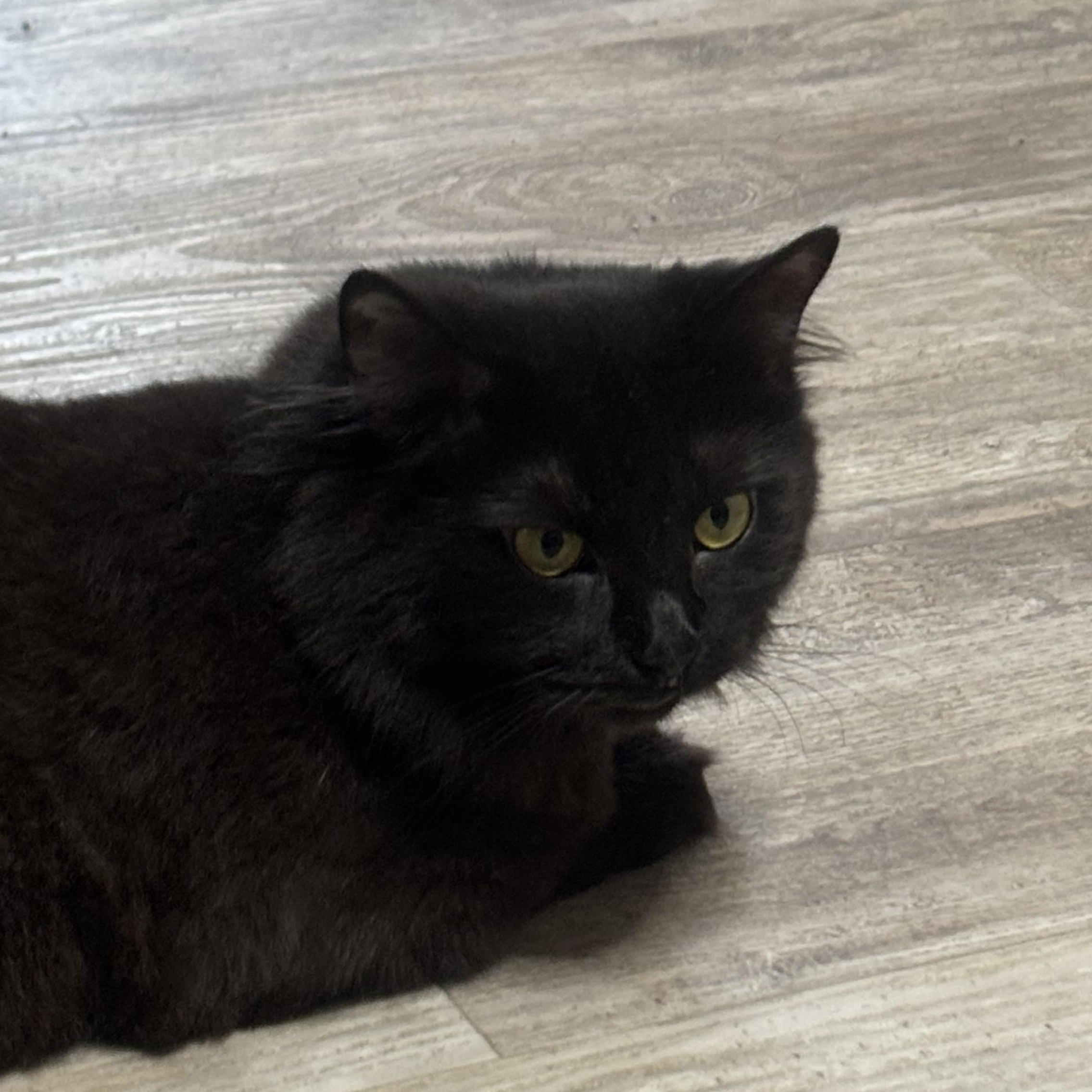 Enlarge Michelle, a Adoptable Domestic Long Hair in Pittsburgh, PA image 3/5