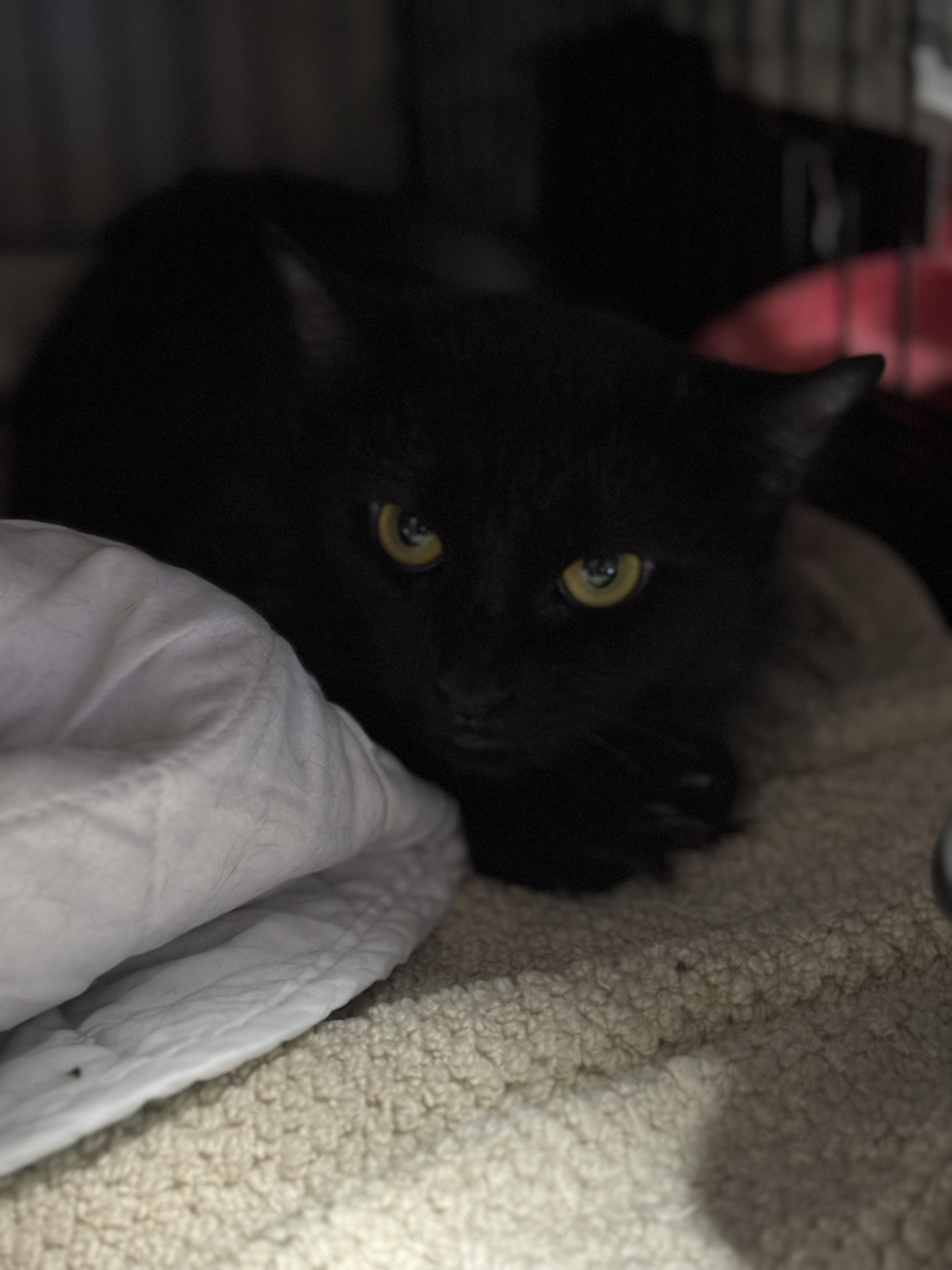 Enlarge Michelle, a Adoptable Domestic Long Hair in Pittsburgh, PA image 4/4